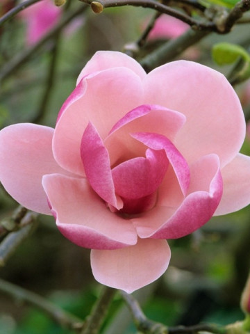 Magnolie Rustica Rubra, arbust ornamental cu flori mari, intr-o combinatie de roz-visiniu si alb, Yurta