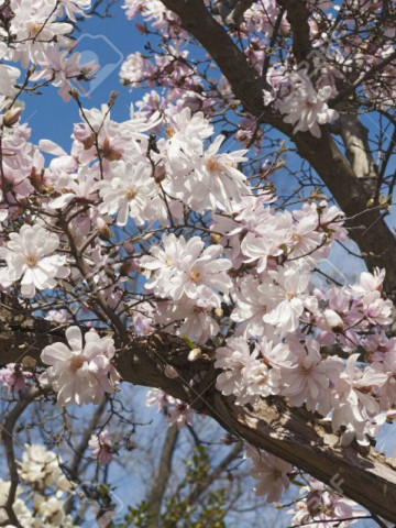 Magnolie Stellata Rosea (ghiveci 2 L), flori stelate mari, parfumate, de culoare roz suav