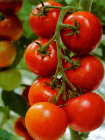 Marglobe seminte de rosii (1 gr), soi rotund semitimpuriu cu crestere nedeterminata, Mefim