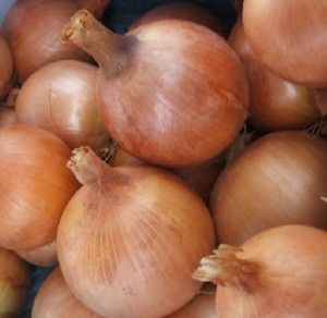 Medusa F1 (250.000 seminte) de ceapa cu o capacitate ridicata de productie ce se poate pastra pe perioade medii-lungi foliaj viguros si radacini puternice, Takii Seeds