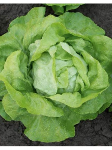 Megis - 5000 sem - Seminte de salata ce produce capatani foarte dense cu frunze bine adunate catre centru de la Bejo