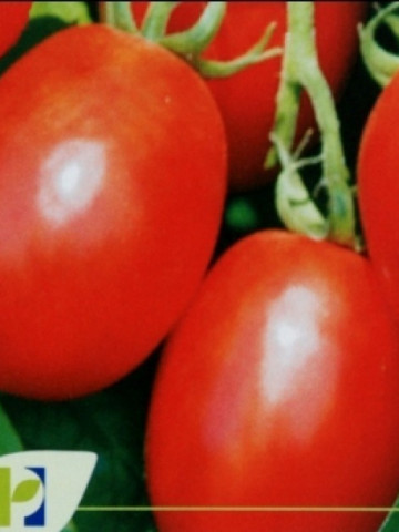 Missouri - 250 gr - Seminte de tomate Missouri Oval Alungite pentru Industrializare si Conservare