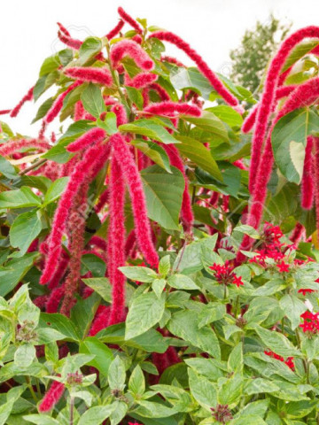 Motul curcanului (0.4 gr) seminte de plante anuale cu flori rosii ce formeaza un panicul lung, Agrosem