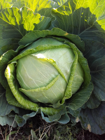 Muntenia (500 gr) seminte de varza de toamna soi romanesc, 4 Agro