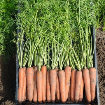 Newhall F1 (25.000 seminte) morcovi orange tip Nantes (calibru seminte < 2.0 mm) recomandat pentru zonele cu climat continental, Bejo