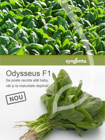 Odysseus F1 - 100.000 sem - Seminte de spanac frunza ovala verde inchis pentru consum sau industrializare de la Syngenta