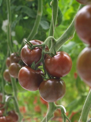 Olmeca F1 (500 seminte) rosii nedeterminat tip KUMATO pentru sere si solarii fructe rotunde de culoare maro, Syngenta