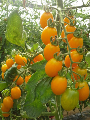 Orangewest F1 ( 100 seminte) tomate cherry portocalii pentru sere si solarii, Seminis