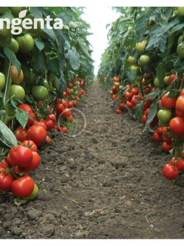 Panekra F1 (500 seminte) tomate crestere nedeterminata timpurii, Syngenta