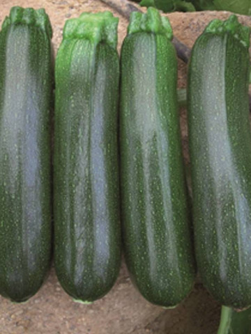Party F1 ISI 76143 (100 seminte) dovlecei cu fruct de culoare verde stralucitor inchis la partea exterioara si lungime medie de 18-20 cm ce se remarca prin productivitatea sa ridicata, ISI Sementi