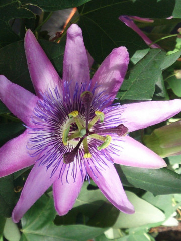 Passiflora Amethyst (ghiveci 2 l), floarea pasiunii parfumata, colorata in nuante de violet