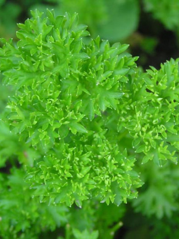 Patrunjel cret (19.000 seminte) patrunjel cu frunze decorative, crete, aromate, Agrosem