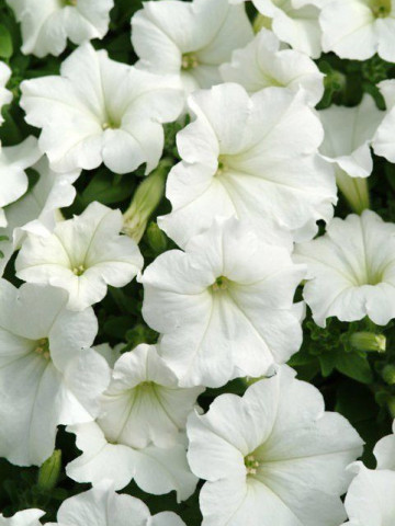Petunie alba (0,75 g), seminte flori petunii albe de la Agrosel