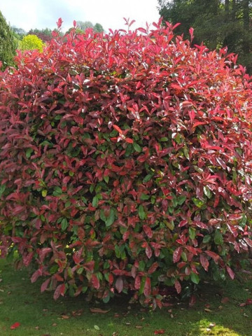 Photinia Red Robin (ghiveci 1,5 L), arbust decorativ, frunze rosii, lucioase
