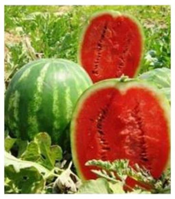 Prismatica F1 - 500 sem - Seminte de pepene verde foarte productiv uniform culoare atractiva dulce ajungand la o greutate de 18-20 kg de la United Genetics