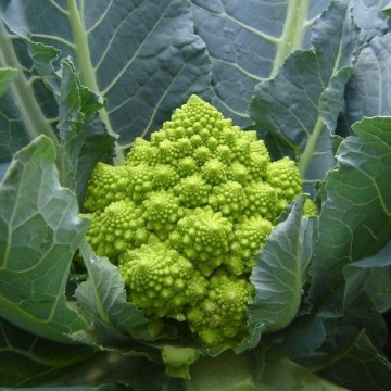Puntoverde F1 (2500 seminte) conopida tip Romanesco cu maturitate semitimpurie destinat culturilor din primavara si vara culoarea capatanii fiind un verde placut, Rijk Zwaan