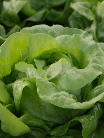 Radian drajat (5000 seminte) salata verde deschis, capatani compacte, Syngenta