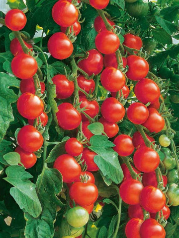 Red Cherry F1 (150 seminte) de tomate cherry hibrid nedeterminat, greutate fruct 20-25 gr, Prima Sementi