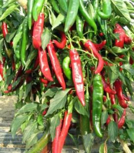 Red Devil F1 - 500 sem - Seminte de ardei iute rosu timpuriu ce prezinta productivitate foarte mare si legare in conditii dificile fiind cultivat cu succes in Romania
