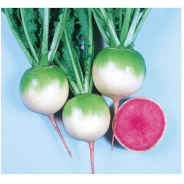Red Meat - 25 grame - Seminte de ridichi forma rotunda si radacina alba cu guler verde de buna calitate pentru salate si gatit de la Takii Seeds