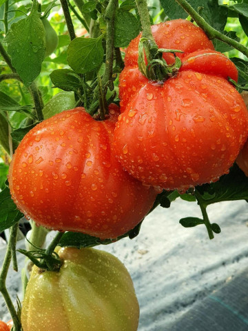 Red Pear (100 gr) seminte de tomate in forma de para soi italian, crestere nedeterminata tip Beef, Vitesse