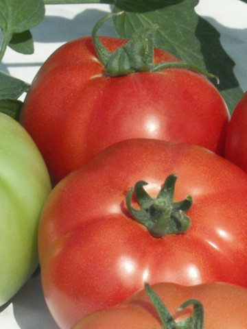 Reyana F1 (50 seminte) tomate cu crestere nedeterminata semitimpurii, Geosem Bulgaria