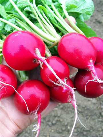 Ridichi de luna Cherry Belle (1 kg), seminte de ridichi de luna fragede, crocante, Agrosem