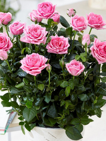 Rosa Mini Heidesimfonie (ghiveci 1,5 l), trandafir pitic cu flori roz aprins