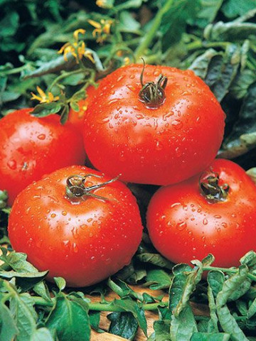 Rosii Ace 55 (300 seminte), tomate mari, rezistente la transport si manipulare, Agrosem