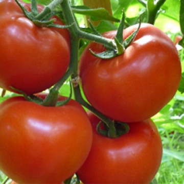 Rosii Gravitet F1 (500 seminte), extratimpurii semideterminate, Syngenta