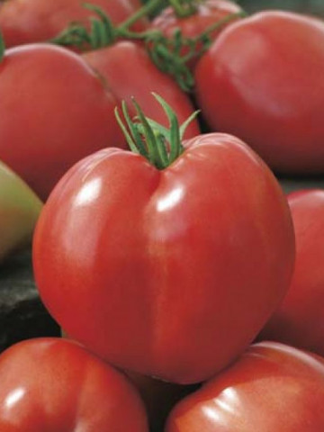 Rosii Inima de Bou Rosu (1 kg), seminte de tomate soi rustic fructe mari, semideterminate, Agrosem