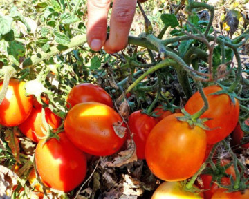 Rosii Kecskemeti 549 (1 g), seminte de rosii soi semitimpuriu, Kertimag