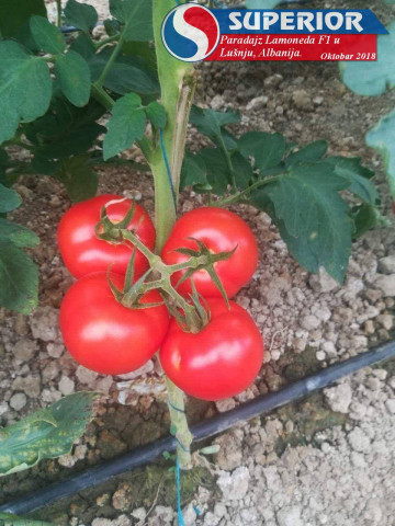 Rosii La Moneda F1 (300 seminte) tomate nedeterminate, hibrid si productie excelente, Superior Seeds