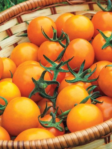 Rosii Orange Cherry (90 seminte) tomate cherry portocalii, soi timpuriu, crestere nedeterminata, Agrosem