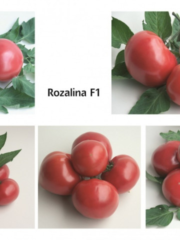 Rozalina Rossa F1 (250 seminte) seminte de tomate semitimpurii bulgaresti, GeosemSelect Bulgaria