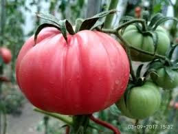 Russian Rosa Giant (60 seminte) rosii roz intens, soi semideterminat productiv, Rusia