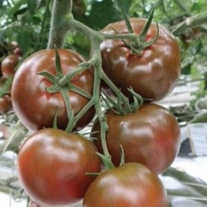 Sacher F1 – 100 sem – Seminte Tomate Negre Nedeterminate Extratimpurii pentru sere de la Yuksel Turcia