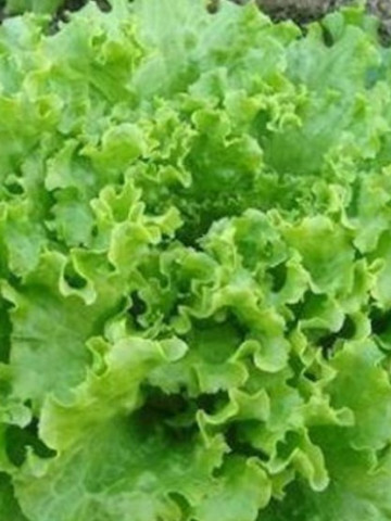 Salata Gentilina (800 seminte) salata creata soi timpuriu frunze mari, gustoase, Agrosem
