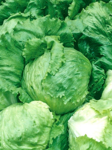 Salata Ice Queen (2700 seminte) de salata soi timpuriu de iarna tip Iceberg, Opal