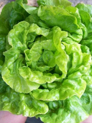 Salata White Boston (12.000 seminte) salata soi productiv, frunze netede, Agrosem