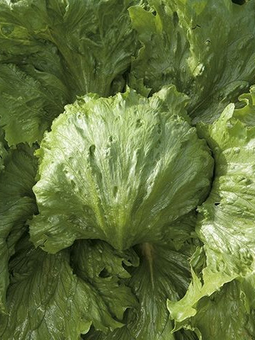 Saula (5000 seminte) drajate de salata tip Iceberg ce se pot cultiva in camp primavara si toamna cu forma spectaculoasa si foarte rezistente la caldurile din luna iulie si august, Enza Zaden