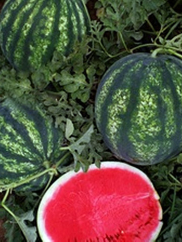 Seker F1 (1000 seminte) de pepene verde foarte aromat si gustos rezistenta mare dupa recoltare, Yuksel