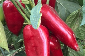 Seminte ardei kapia Ivaylovska (50 gr), fructe mari, soi semitimpuriu bulgaresc, Florian