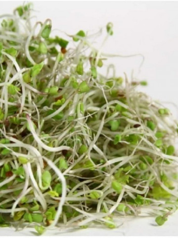 Seminte bio pentru germeni de broccoli (15 g), seminte pentru obtinerea de germeni sau micro-verdeturi de broccoli, Kertimag