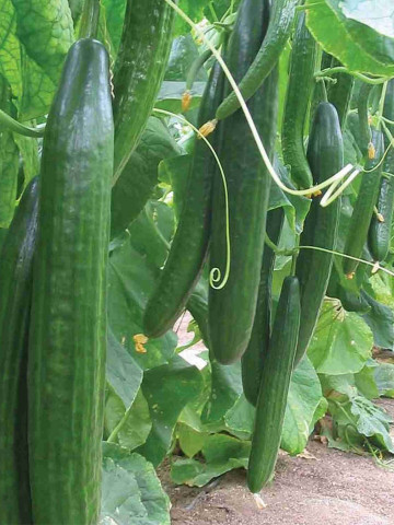 Seminte castraveti Paramos F1 (500 seminte), fructe lungi, De Ruiter Seeds