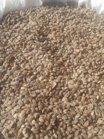 Seminte de soia (1kg), soia de samanta, Agrosem