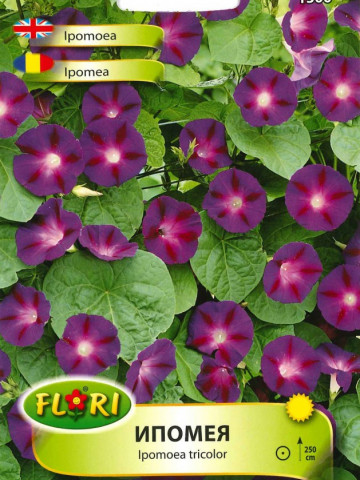 Seminte de Zorele (Ipomea Tricolor) - Seminte Flori Ipomea Tricolor de la Florian