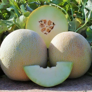 Seminte pepene galben Galia-Super Sweet F1 (1000 seminte), tip Galia, agroTIP