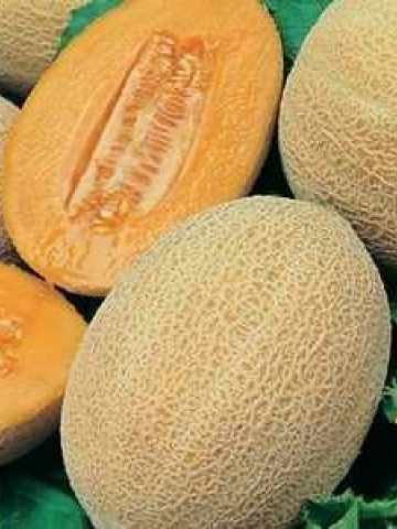Seminte pepene galben Man 15025 F1 (500 seminte), tip ananas, Syngenta