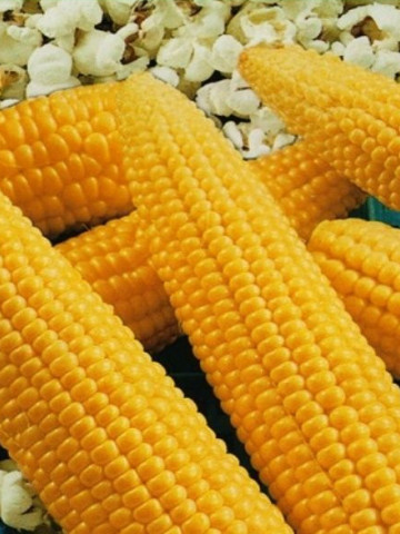 Seminte porumb de floricele Popcorn Plomyk (160 seminte), Opal